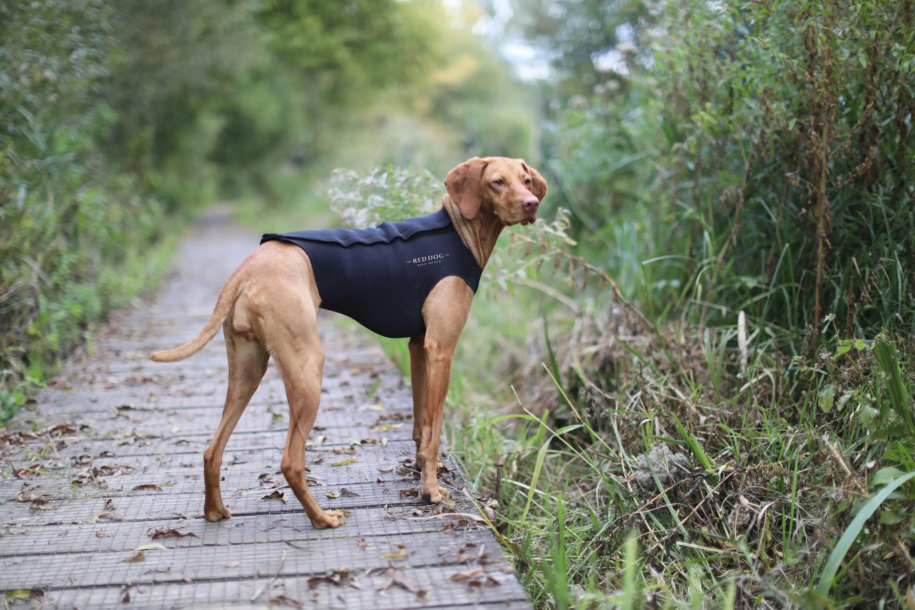 Active Dog Coat - Black