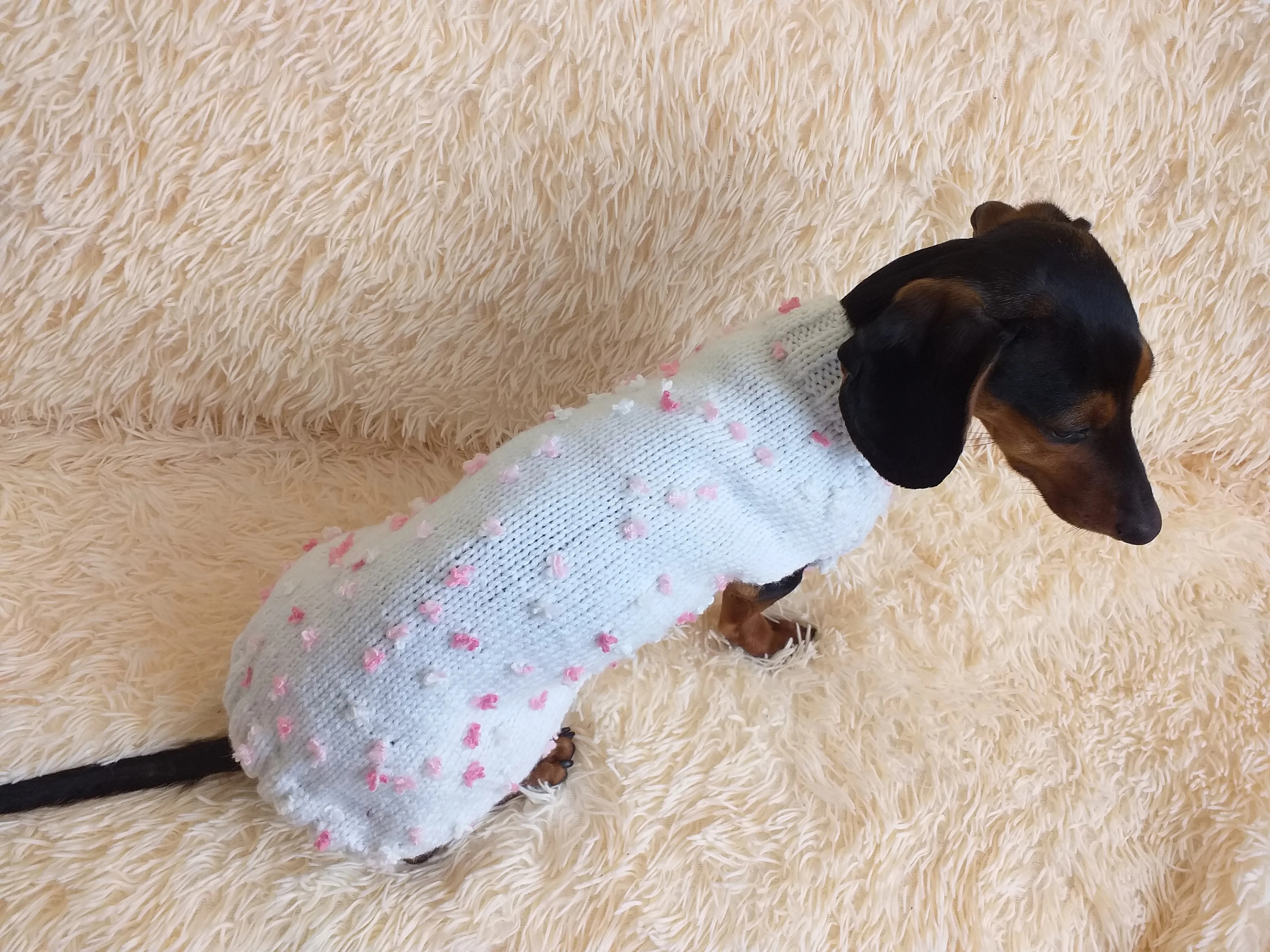 Spring sweater for dog with butterflies and flowers, clothes for dachshund with flowers and butterflies